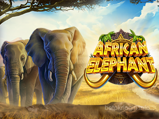 افریقی الیفنٹ